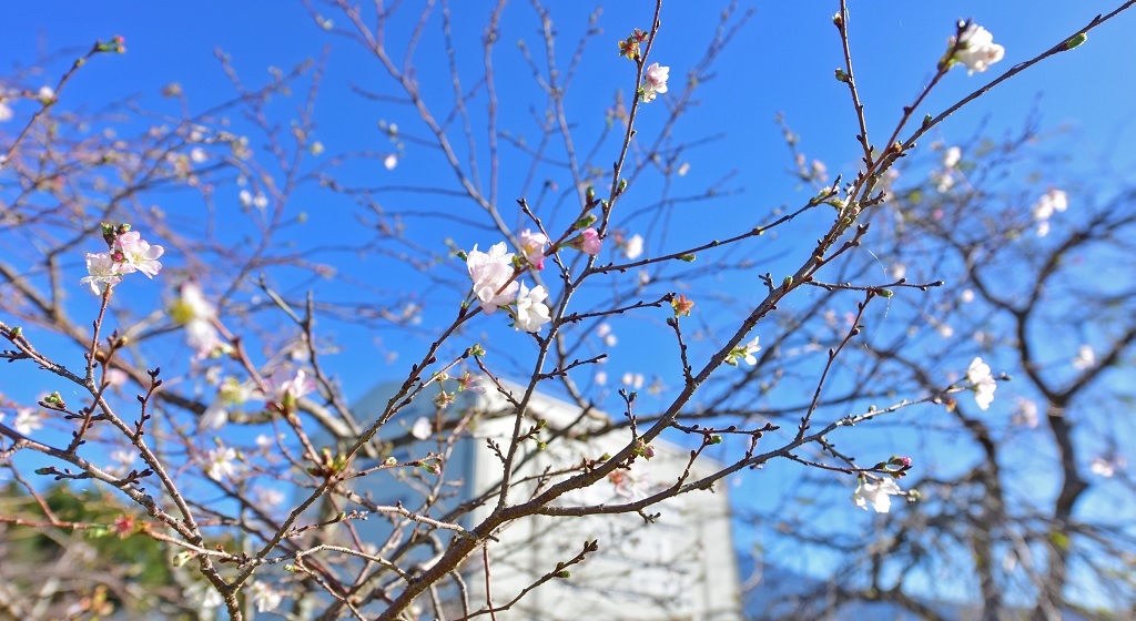 不符時節的櫻花在枝頭悠然綻放